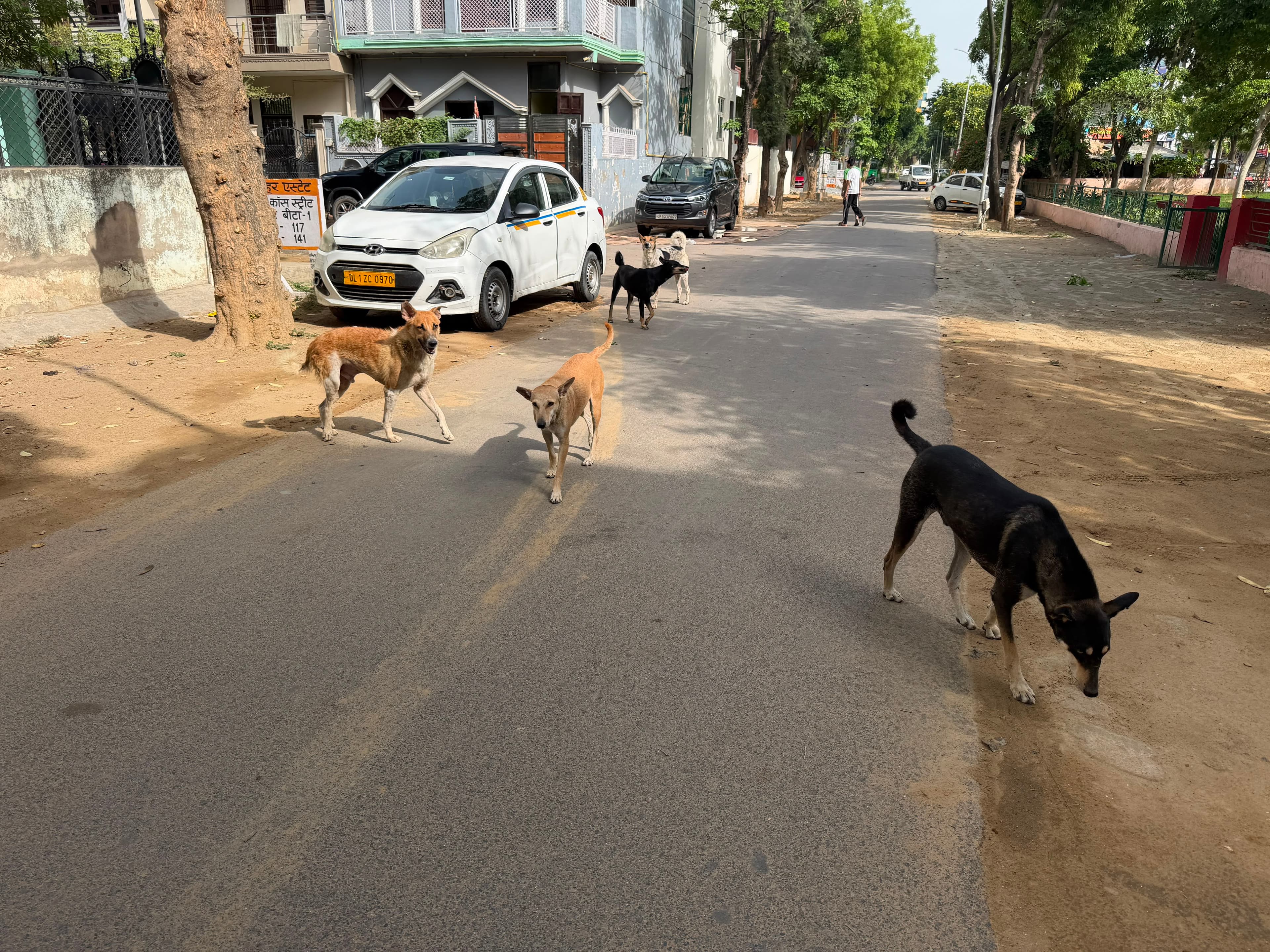 बीटा-1 में आवारा कुत्तों का आतंक, डेल्टा-1 सहित कई सेक्टरों के निवासी भी परेशान - Photo 1